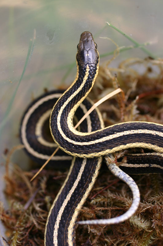 Thamnophis butleri