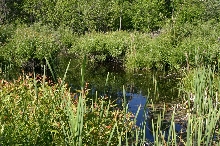 Fishless Pond