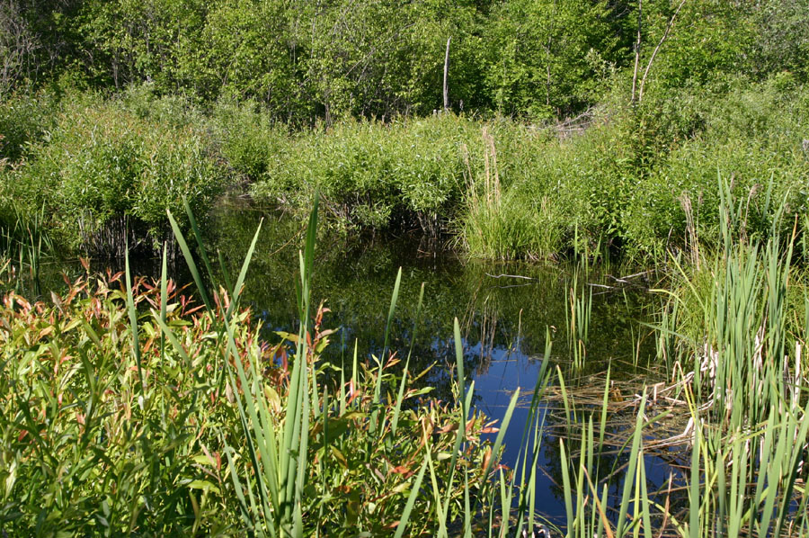 Fishless Pond