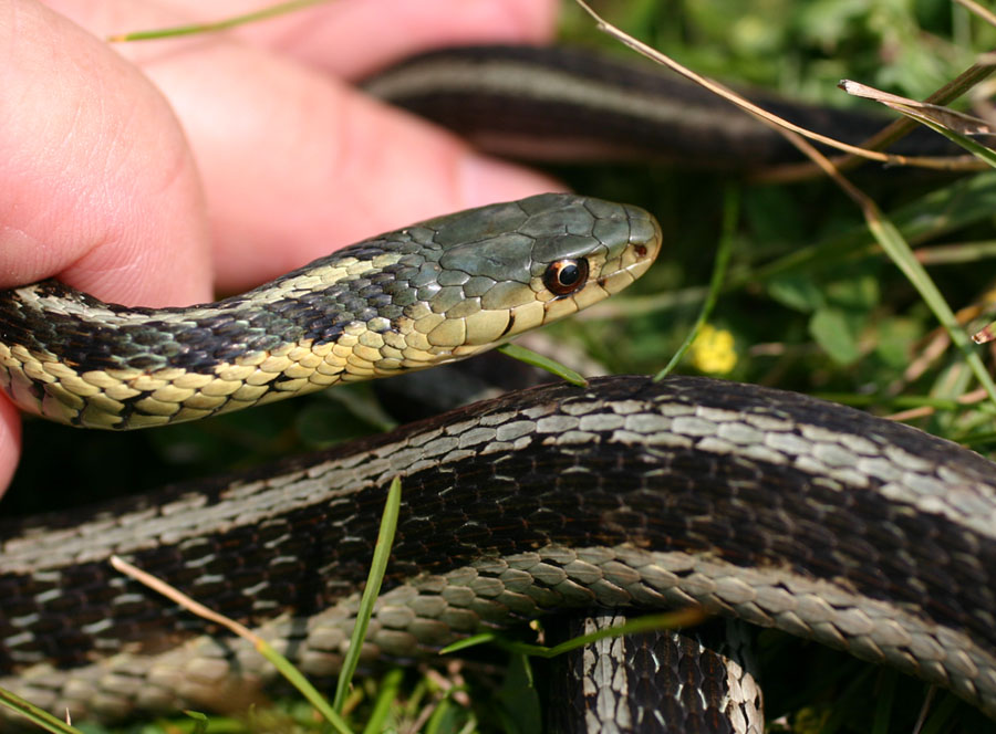 Eastern Garter Snake