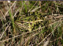 Northern Leopard Frog