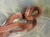 Red-bellied Snake