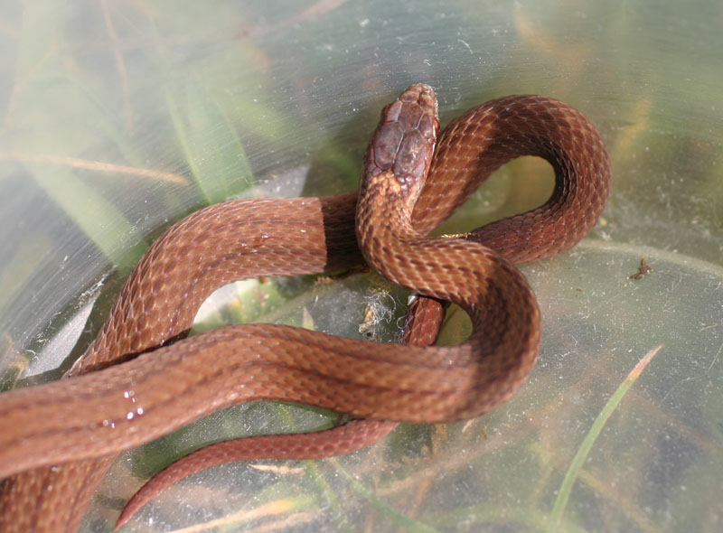 Red-bellied Snake