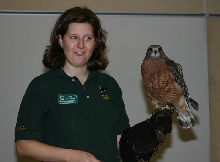 Red-shouldered Hawk