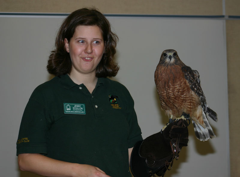 Red-shouldered Hawk