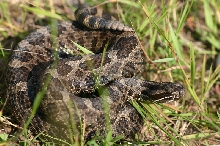 Eastern Massasauga Rattlesnake