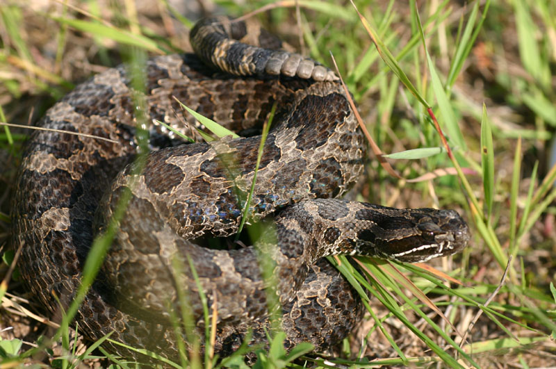 Eastern Massasauga Rattlesnake