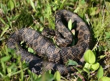 Eastern Massasauga Rattlesnake