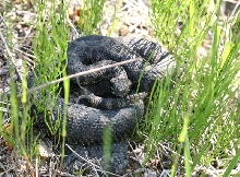 Eastern Massasauga Rattler