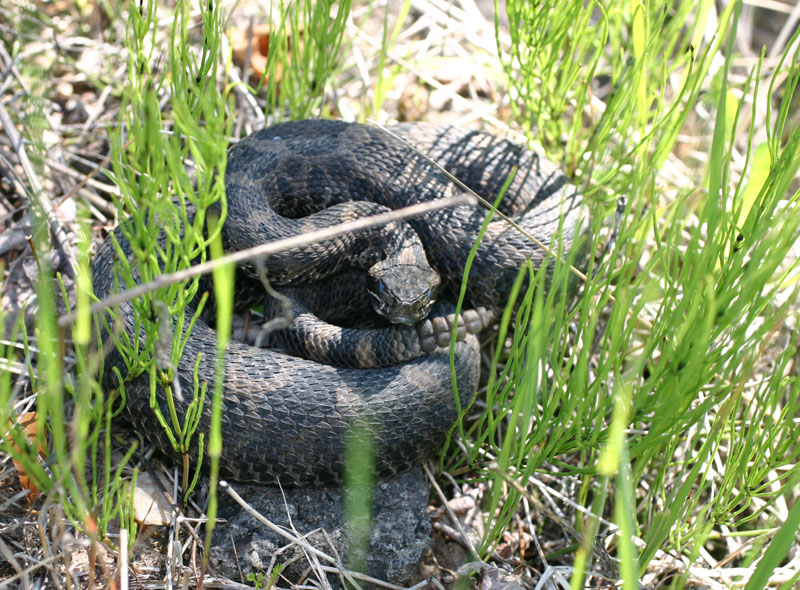Eastern Massasauga Rattler
