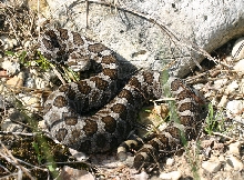 Eastern Massasauga Rattlesnake