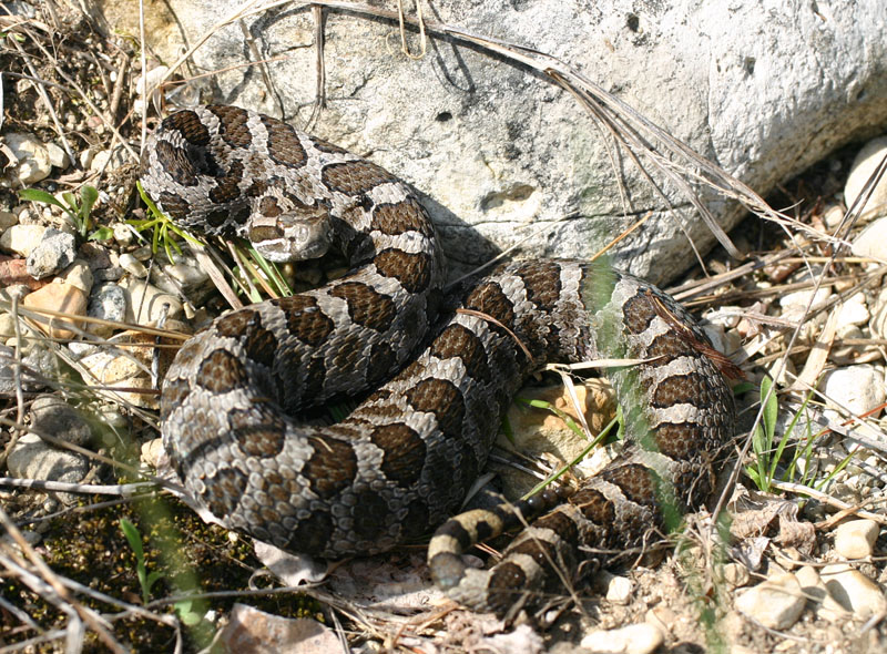 Eastern Massasauga Rattlesnake