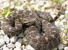 Eastern Massasauga Rattler