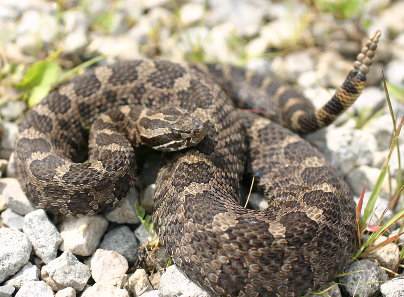 Eastern Massasauga Rattler
