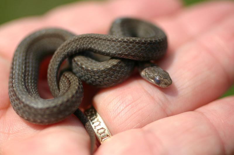 Red-bellied Snake