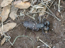 Vinegaroon
