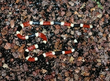 AZ Coral Snake