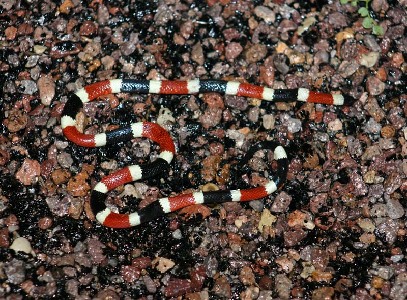 AZ Coral Snake