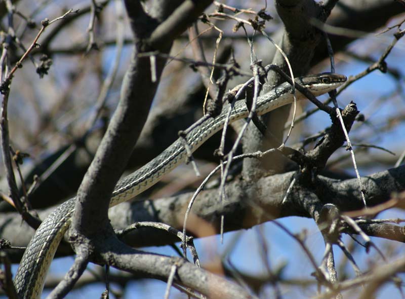 Sonoran Whipsnake