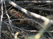 Desert Spiny Lizard