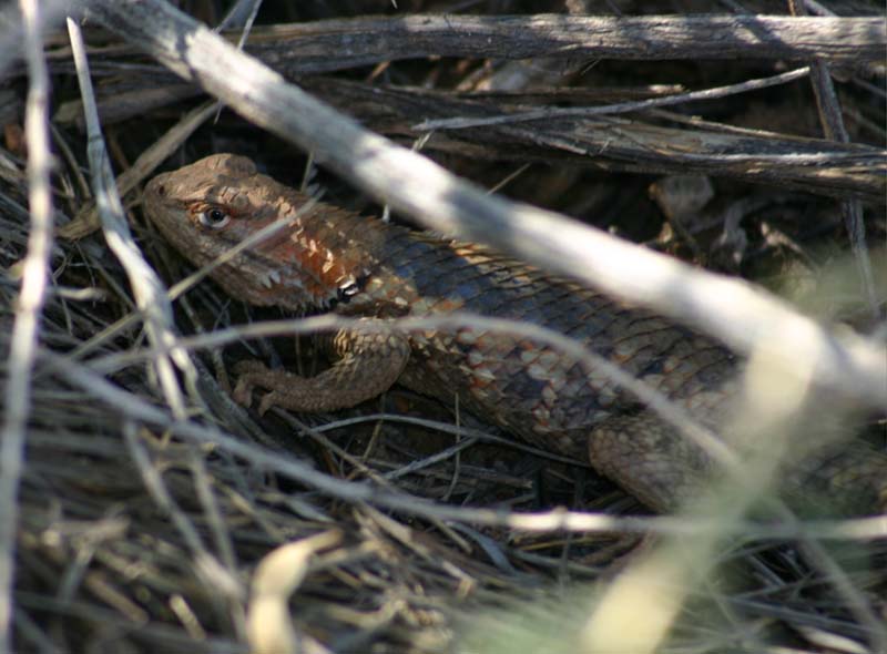 Desert Spiny Lizard