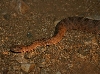 Tiger Rattler