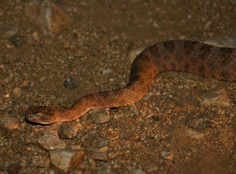 Tiger Rattler