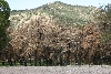 Santa Rita Mtns.