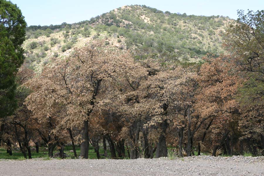 Santa Rita Mtns.