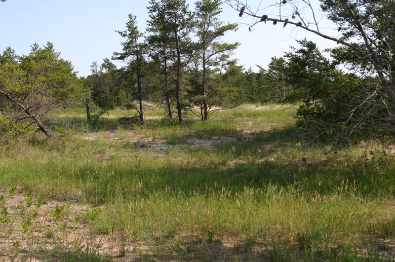 Sand Dunes Habitat