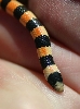 Sand Snake