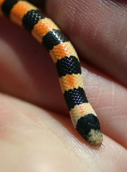 Sand Snake