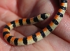 Sand Snake