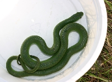 Smooth Green Snake
