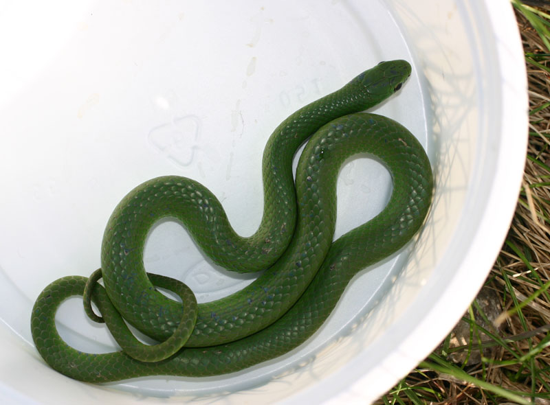 Smooth Green Snake