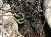 Smooth Green Snake