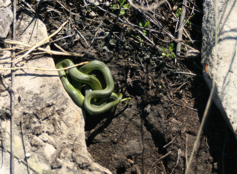 Smooth Green Snake