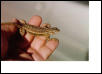 Southern Prairie Lizard