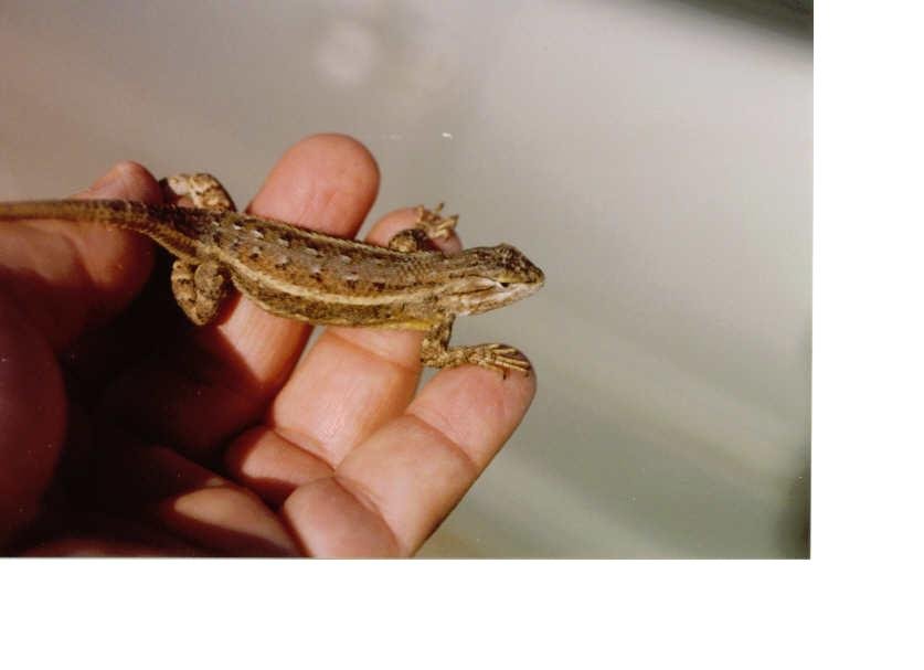 Southern Prairie Lizard