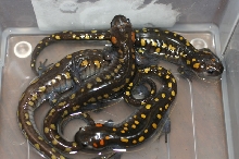 Spotted Salamanders