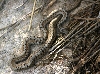 Brown Snake