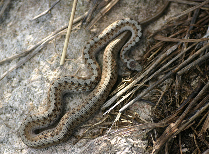 Brown Snake