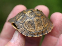 Eastern Box Turtle