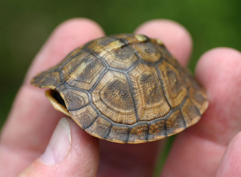 Eastern Box Turtle