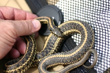 Eastern Plains Garter