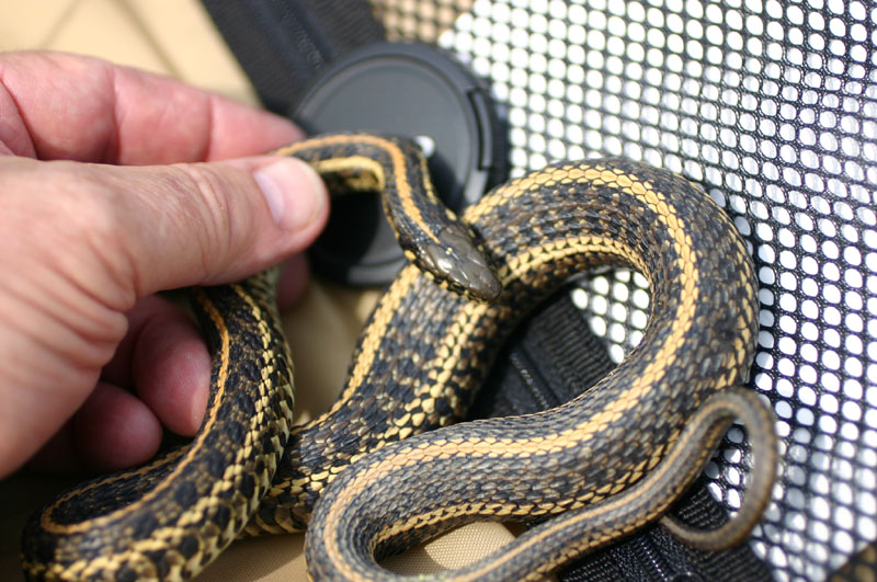 Eastern Plains Garter
