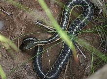 Eastern Garter Snake