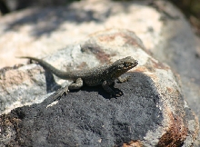 Side-blotched Lizard