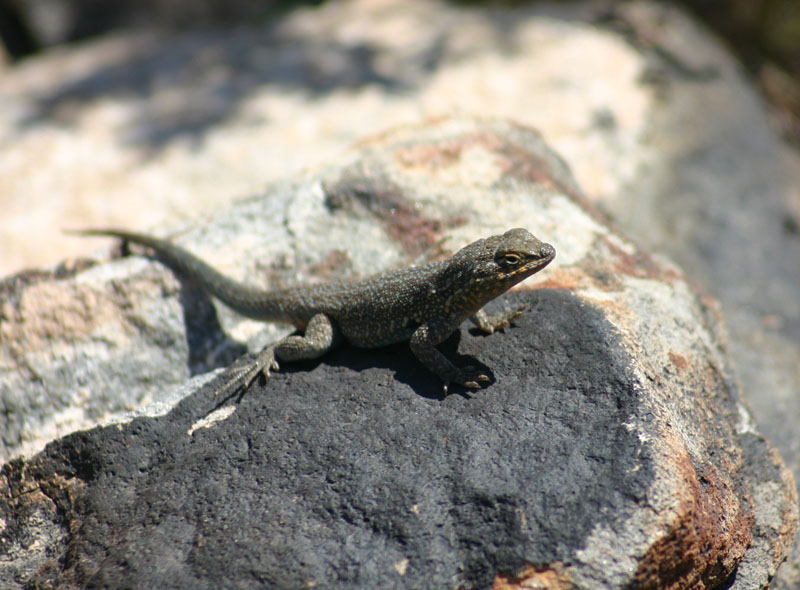 Side-blotched Lizard
