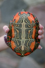 Western Painted Turtle